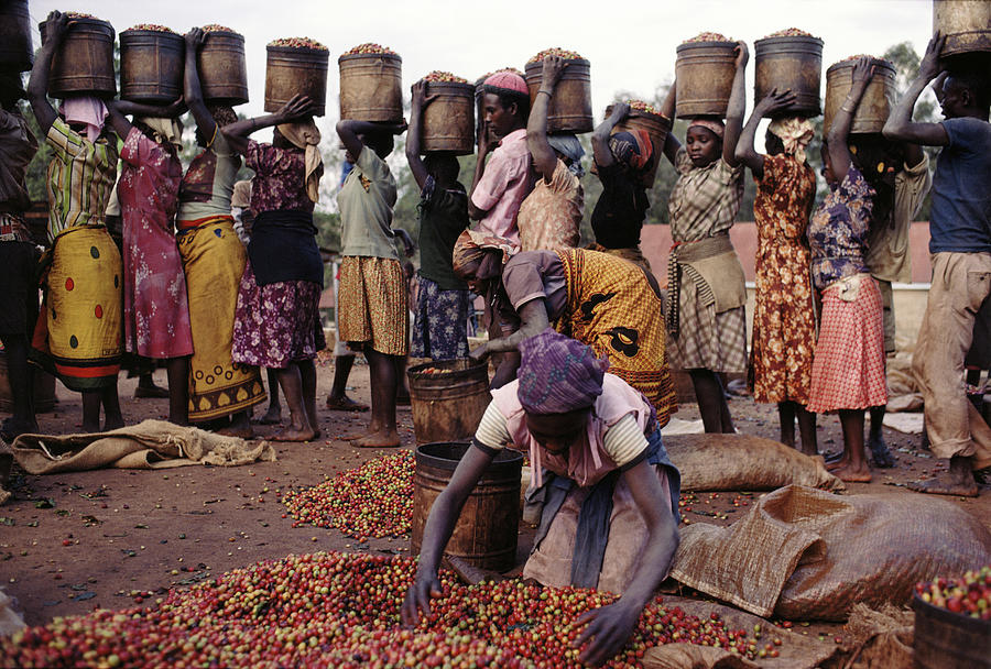 Kenya,coffee Pickers Sorting Through Photograph by Christopher Pillitz
