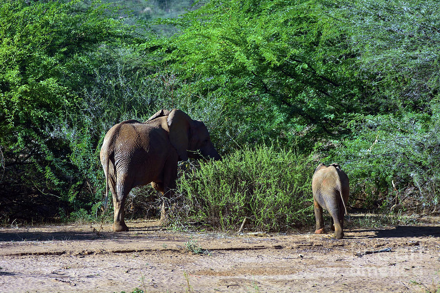 Kenyan Elephants Photograph by Morris Keyonzo
