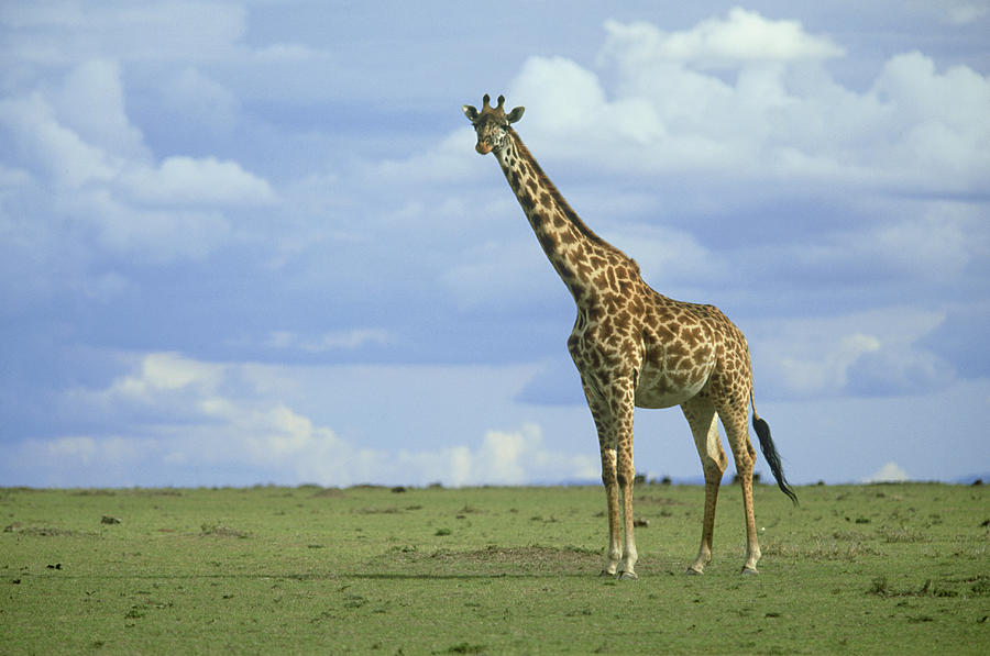 Kenyan Giraffe Giraffa Camelopardalis Photograph by Adam Jones