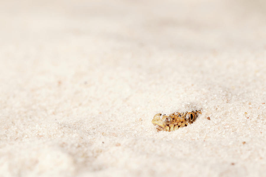 Kenyan Sand Boa Hiding In Sand Photograph by David Kenny