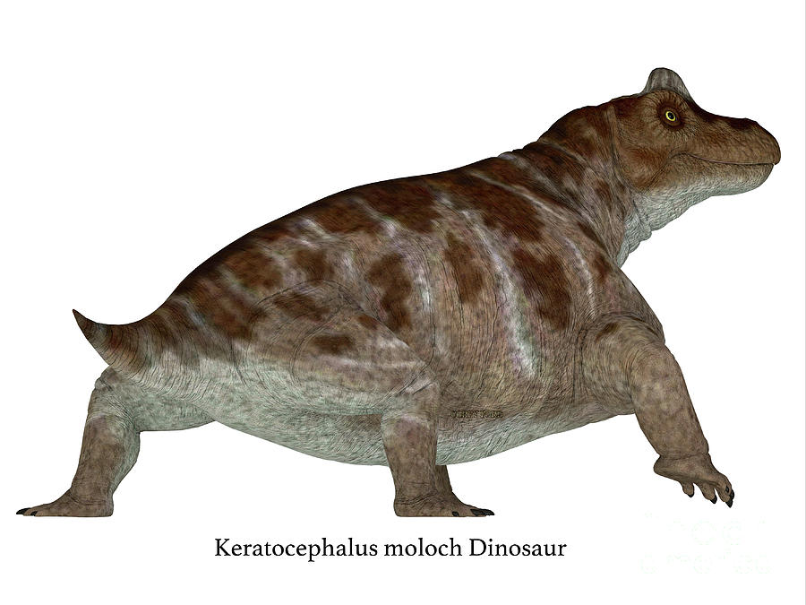 Keratocephalus Dinosaur Tail With Font Digital Art