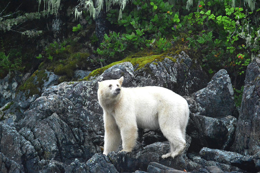 Kermode Bear of the Great Bear Rainforest Photograph by Michelle Halsey