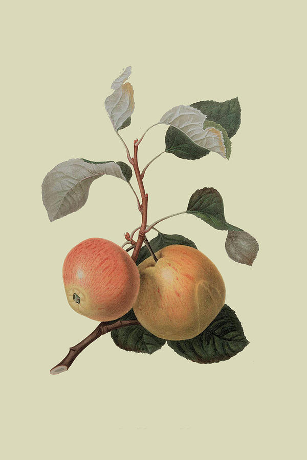 Kerry Pippin - Apple Painting by William Hooker