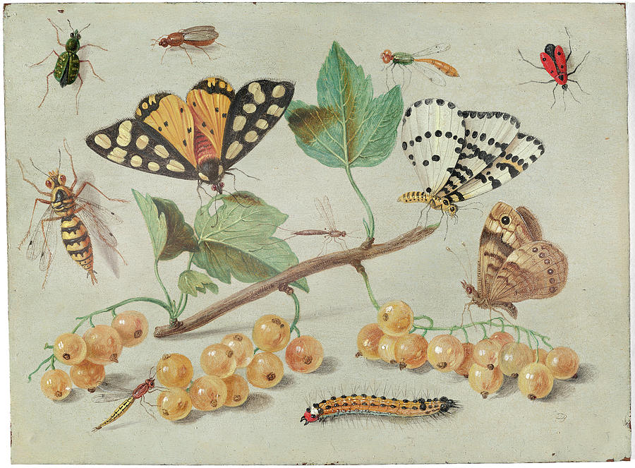 Study of Butterfly and Insects, C1655 Painting by Jan Van Kessel