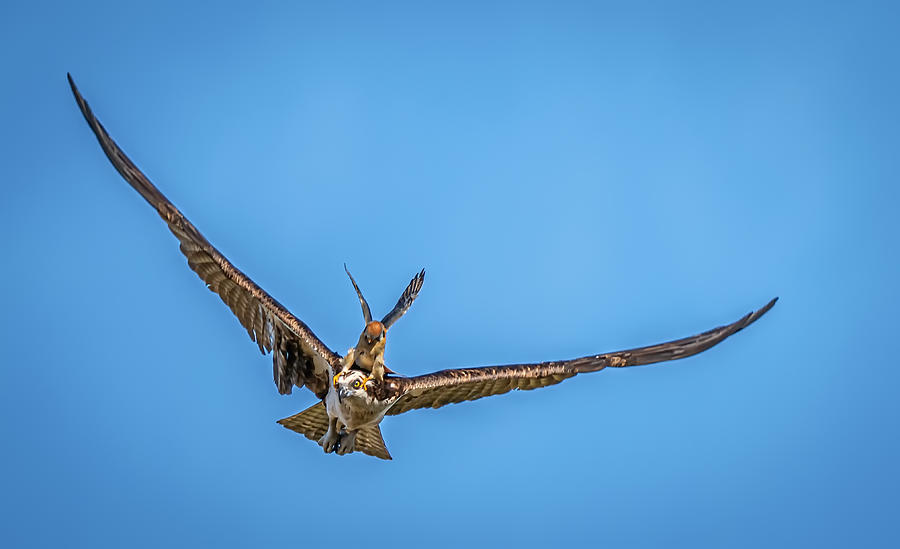 Osprey Photograph - Kestrel Attacking Osprey by Ning Lin