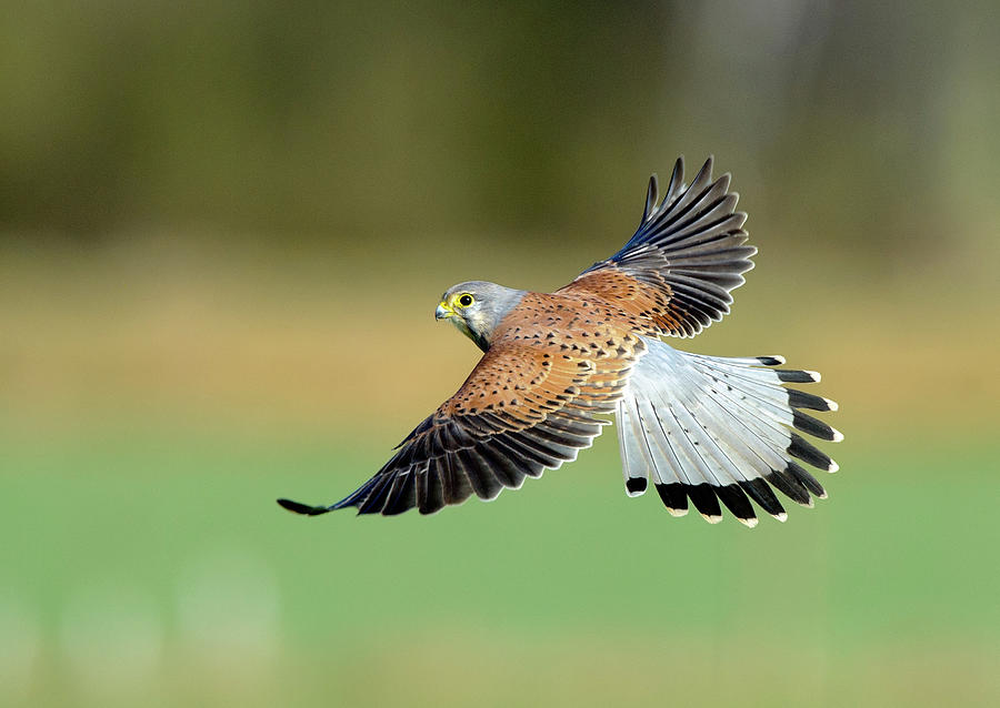 Bird Photograph - Kestrel Bird by Mark Hughes