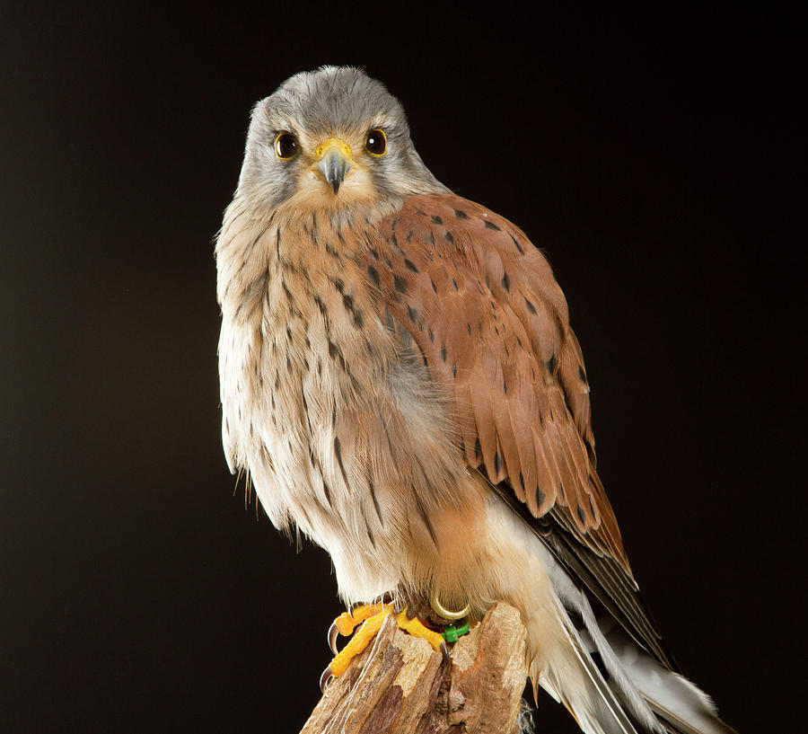 Kestrel Photograph by David Pike - Fine Art America