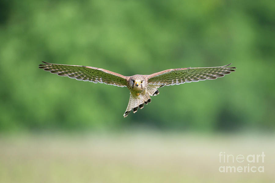 Kestrel In Flight Photograph by Dr P. Marazzi/science Photo Library
