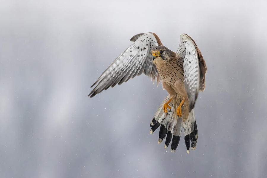Kestrel In The Snow Photograph by Marco Redaelli