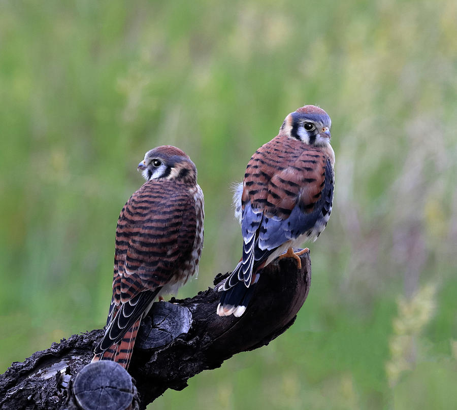 Kestrel Pair by Shane Bechler Kestrel Pair by Shane Bechler