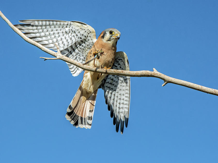 Kestrel with Dragonfly 5375-102418-1cr Photograph by Tam Ryan