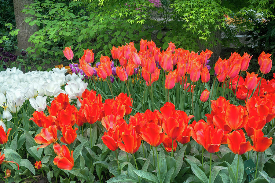 Keukenhof Flowerbed with Tulip Lovely Surprise Photograph by Jenny Rainbow