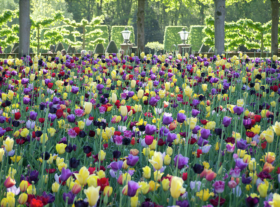 Keukhenhof tulip garden by Jerry Daniel Keukhenhof tulip garden by Jerry Daniel