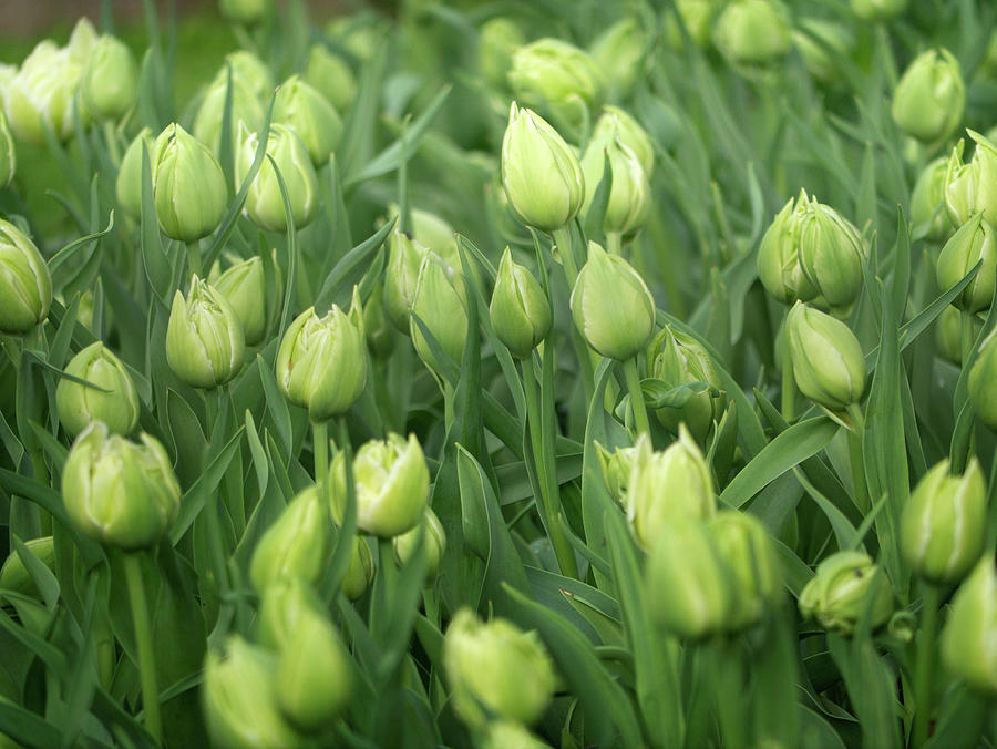 Keukhenhof tulips by Jerry Daniel Keukhenhof tulips by Jerry Daniel