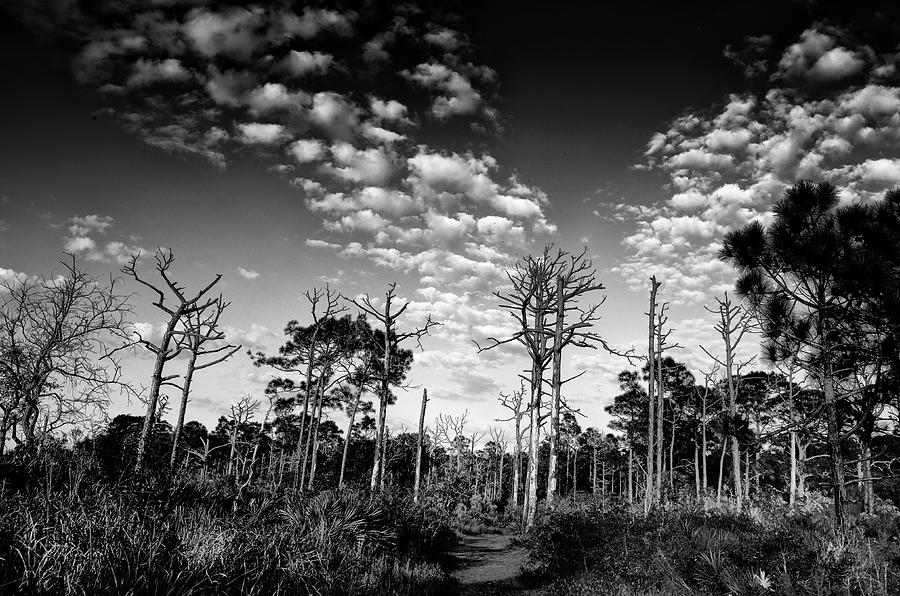 Key Vista Landscape by Liz Keeler Key Vista Landscape by Liz Keeler
