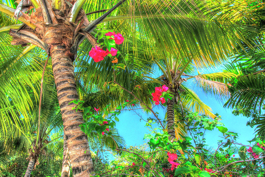 Palm Trees Photograph - Key West Pink Flowers Palm by Robert Goldwitz