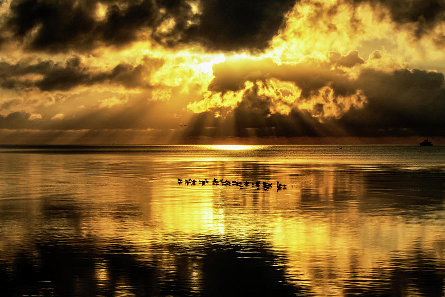 Key West Sunrise Breakfast Gathering Photograph by Bob Slitzan