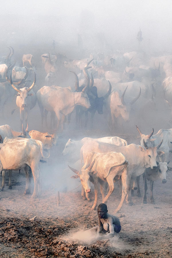Cattle Photograph - Khartoum Cattle Camp by Trevor Cole