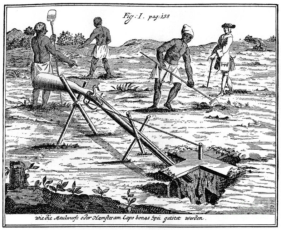 Khoikhois Catching Moles, South Africa Drawing by Print Collector