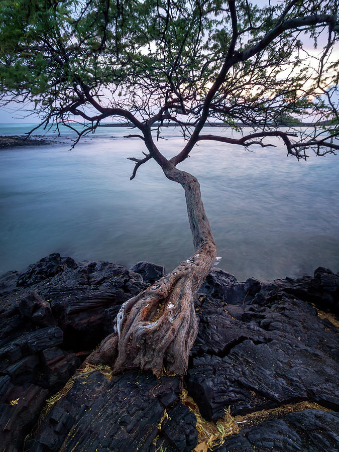 Nature Photograph - Kiave Tree by Christopher Johnson
