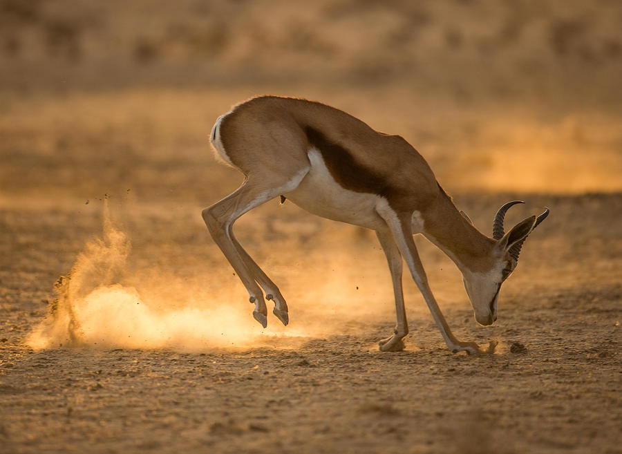 Wildlife Photograph - Kick Up Dust by Jaco Marx