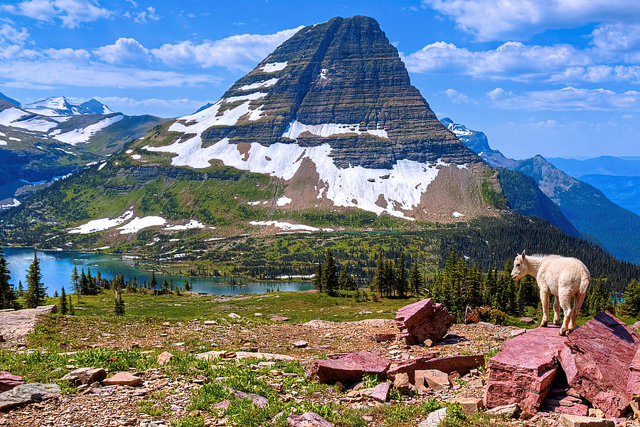 Glacier National Park Photograph - Kid and the Bear in widescape by James Anderson