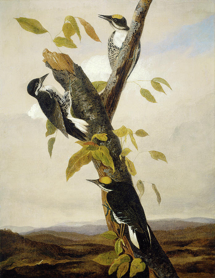 Kidd: Woodpecker, C1831 Painting by Joseph Bartholomew Kidd