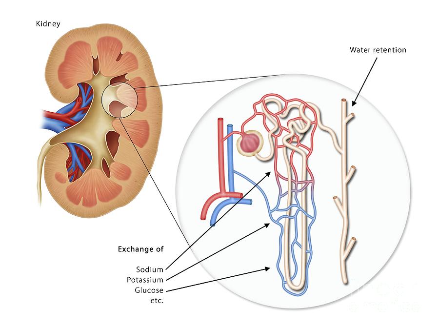 Kidney Anatomy Photograph by Maurizio De Angelis/science Photo Library