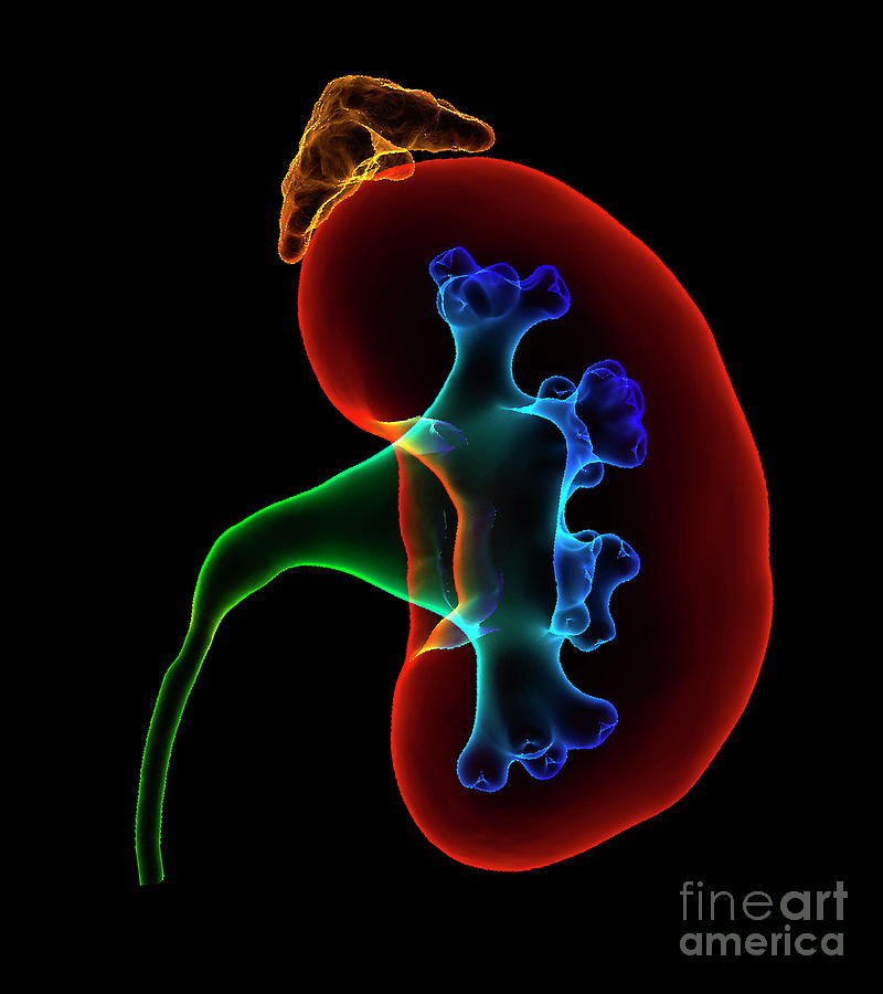 adrenal gland on top of kidney adrenal gland on top of kidney