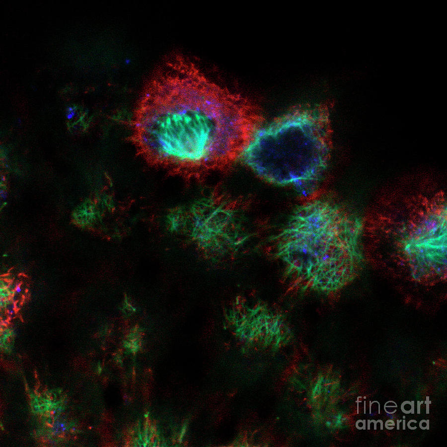 Kidney Cells Photograph by Stefanie Reichelt/science Photo Library