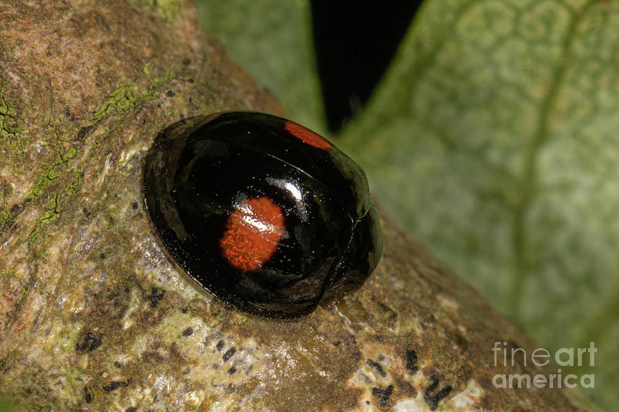 Kidney Spot ladybird by Brian Roscorla Kidney Spot ladybird by Brian Roscorla