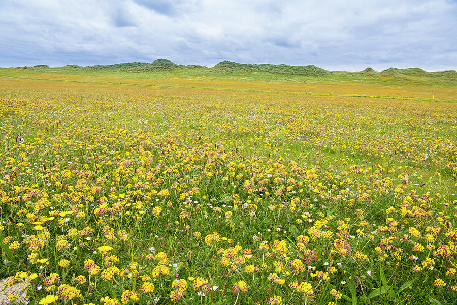 Kidney Vetch Flowering On Machair Grassland At Balranald Photograph by ...