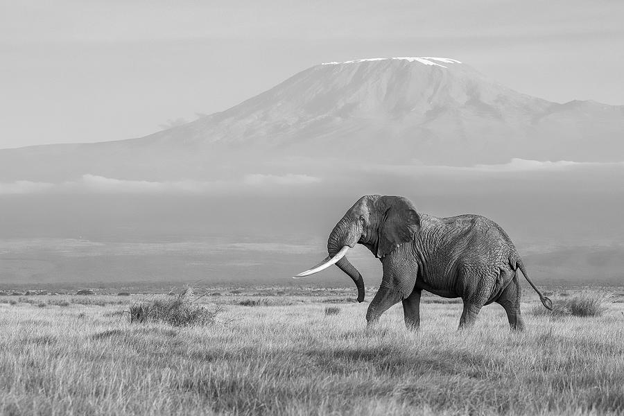 Kili And The Elephant Photograph by Ali Khataw - Fine Art America