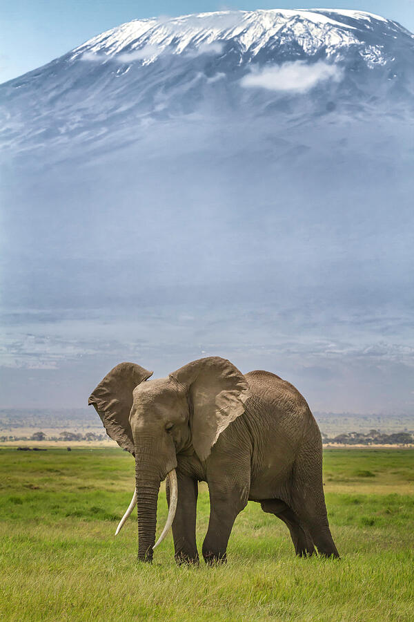 Wildlife Photograph - Kilimanjaro Elephant  5119 by Karen Celella