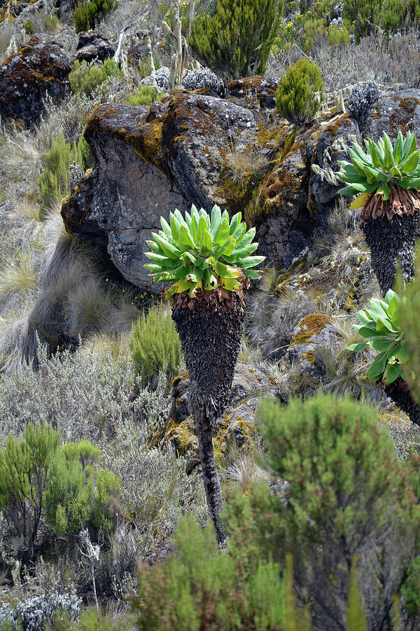 Kilimanjaro, Rocky Mountain Landscape, Typical Vegetation, Conifers, Giant Senecias, Lichens And Mosses, Grasses Photograph by Claudia Reithmeir
