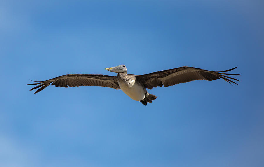 Kill Devil Pelican Photograph by Lora J Wilson