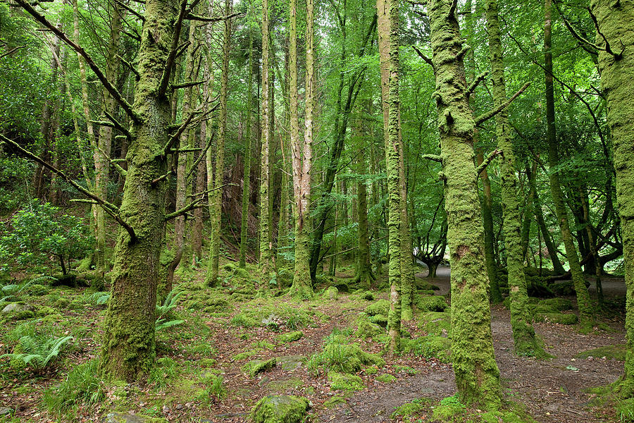 Killarney National Park Photograph by Maremagnum