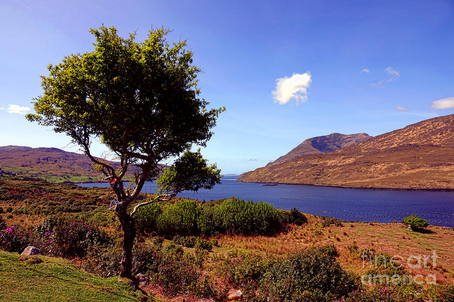 Killary Fjord Tree  Photograph by Olivier Le Queinec