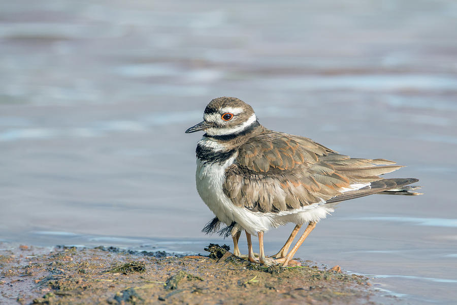 Killdeer Adult and Two Chicks Underneath 2630-052719 Photograph by Tam Ryan