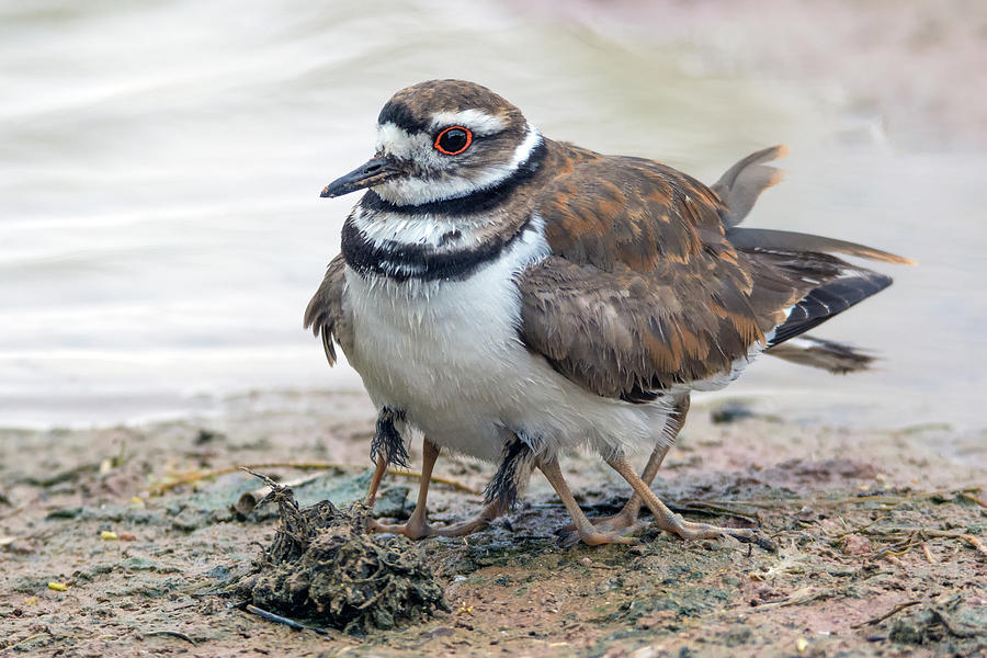 Killdeer Adult and Two Chicks Underneath 3193-052719 Photograph by Tam Ryan