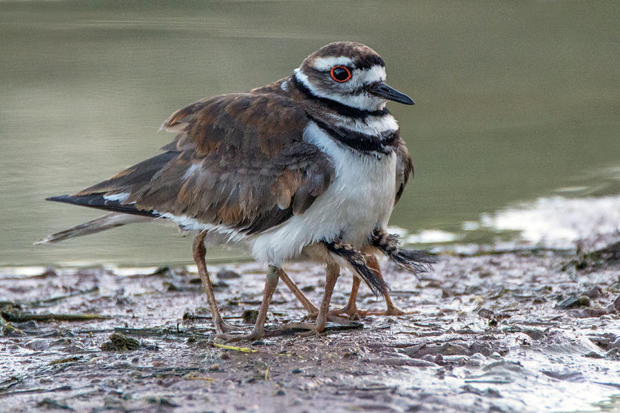 Killdeer Adult and Two Chicks Underneath 4006-053119 Photograph by Tam Ryan