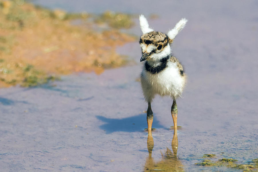 Killdeer Chick with Wings Up 3309-052719 Photograph by Tam Ryan