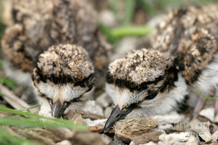 Wildlife Photograph - Killdeer Chicks by Manuel Presti/science Photo Library