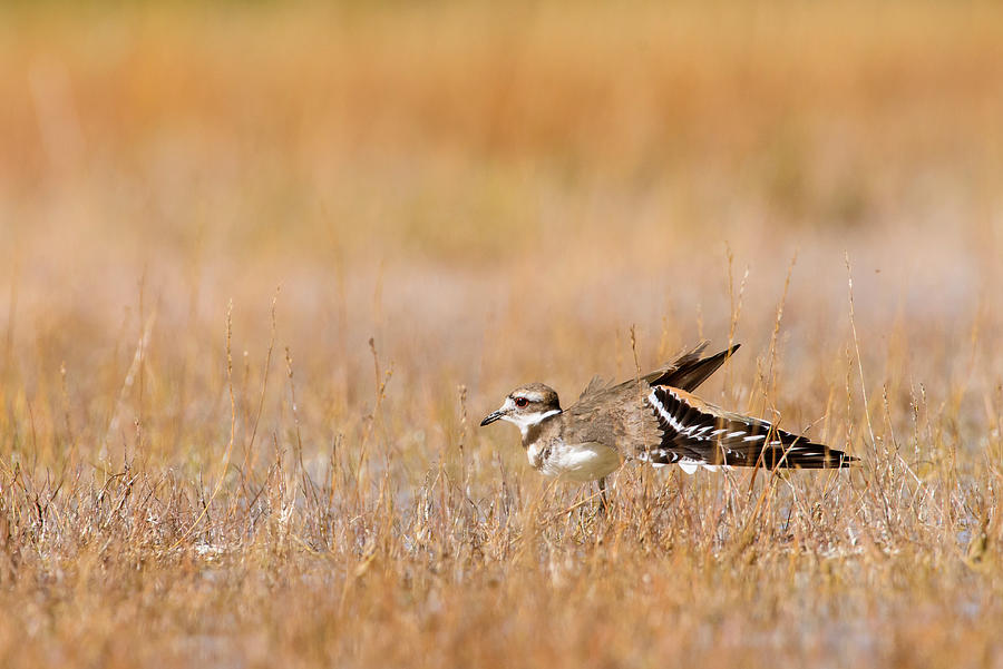 Killdeer Stretching Wings. Yellowstone National Park Photograph by Oscar Dewhurst / Naturepl.com Killdeer Stretching Wings. Yellowstone National Park Photograph by Oscar Dewhurst / Naturepl.com