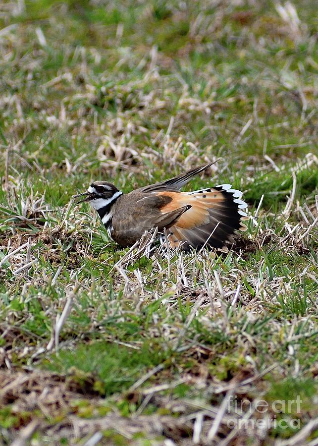 Killdeer With Fanned Tail Photograph by Cindy Treger