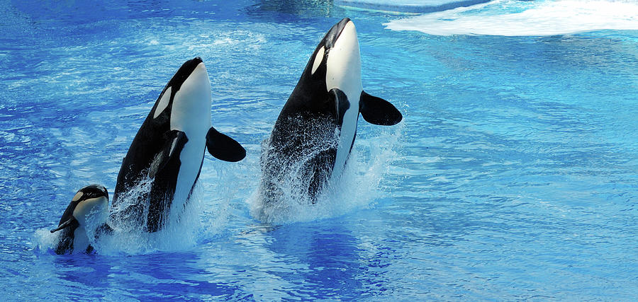 Killer Whale Family Jumping Out Of Water Photograph by Purdue9394