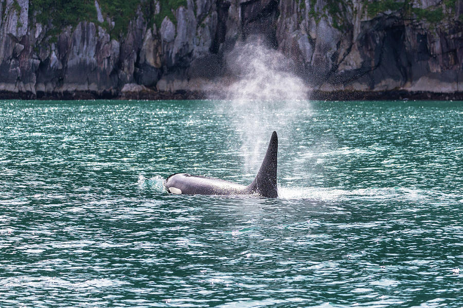 Killer Whale in Kenai Fjords 3 Photograph by Alex Mironyuk