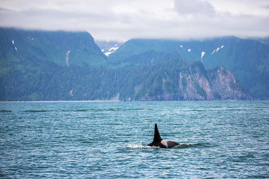 Killer Whale in Kenai Fjords 4 Photograph by Alex Mironyuk