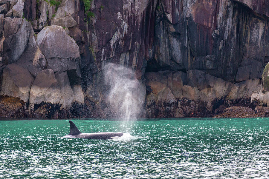 Killer Whale in Kenai Fjords 7 Photograph by Alex Mironyuk