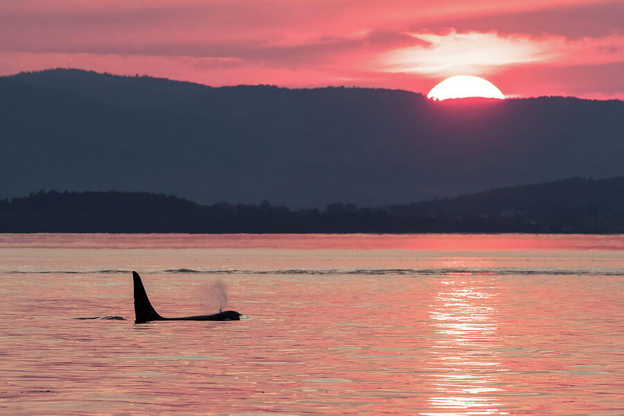 Killer Whale Or Orca At Surface At Sunset, Salish Sea Photograph by Mark Carwardine / Naturepl.com Killer Whale Or Orca At Surface At Sunset, Salish Sea Photograph by Mark Carwardine / Naturepl.com